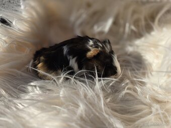 Morské prasiatka - 6