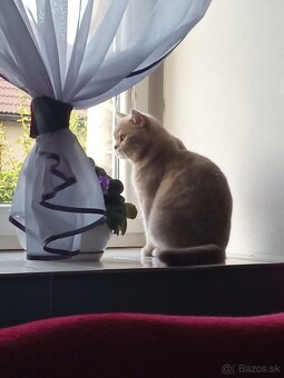 Kocúr na krytie - 6