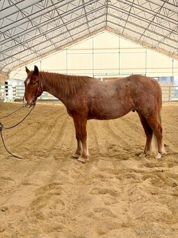 Na predaj 4r APH valach - 6