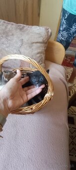 Darujem krasne mačiatka :) - 6