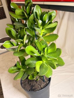 Tucnolist krasne velke listy - 6