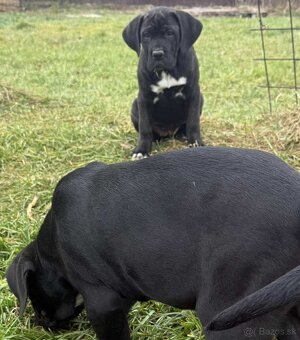 Cane Corso šteniatka - 6