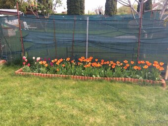 MH280- Na predaj krásna záhrada s chatkou v Komárne - 6