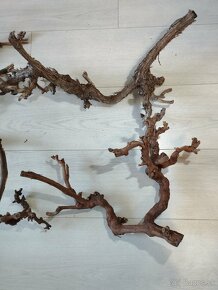 Korene vínnej révy a náplavové korene - 6