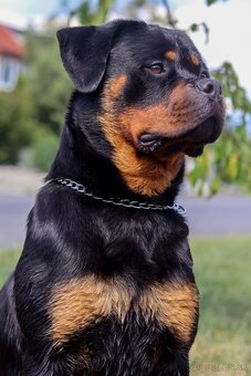 Rotvajler, Rottweiler s PP - 6