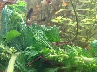 Predám Krevetky, mini ráčiky, gupky, kotúľky. - 6