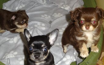 civava krátkosrstá,dlhosrstá. - 6