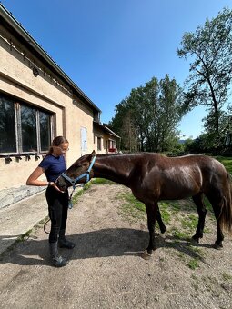 QH žrebček - 6
