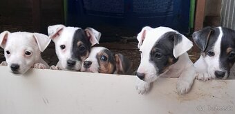 Jack Russell Teriér - 6