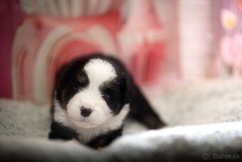 Miniaturní Americký ovčák, pejsek již k odběru - 6