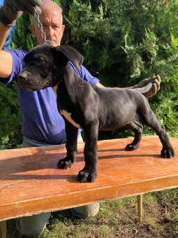 Presa Canario - 6