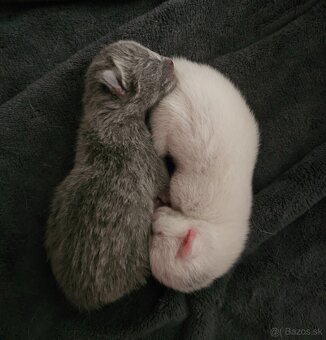 Ruská modrá biela- mačiatko na predaj - 6