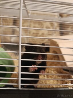 Predám skrečka sírskeho s klietkou - 6