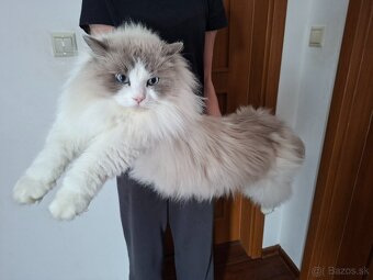 Ragdoll - 6