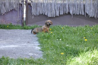 Do dobrych ruk steniatko - 6