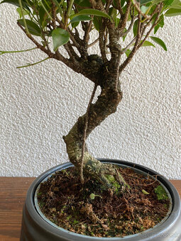 Fikus Ficus Retusa bonsaj - 6