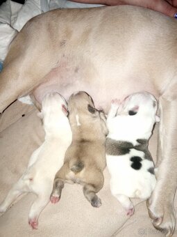 Francúzsky buldoček na krytie - 6