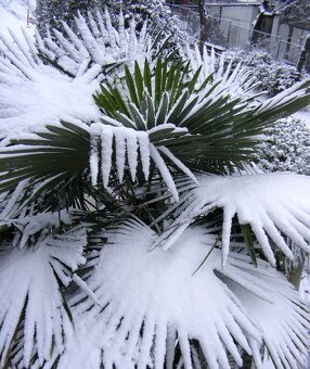 Palmové semená - Trachycarpus fortunei - 6