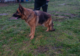Na predaj nemecký ovčiak - 6