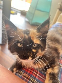 maciatka maine coon/ mainska myvalia - 6