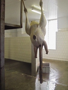 Predám pštrosa afrického - 6