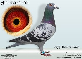 Poštové holuby - 6