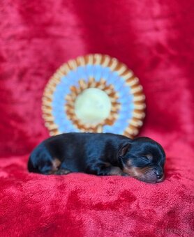 Yorkshire terrier, york - 6
