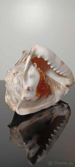 Krásna stará veľká mušľa - 6