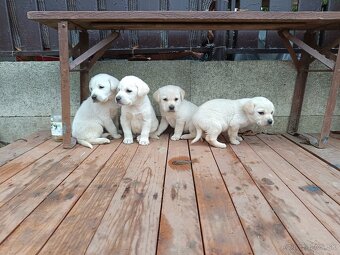 Labradorsky retriever - 6