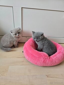 Škodské mačiatka - 6