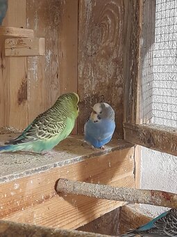 Andulky mladata 2025 - 6