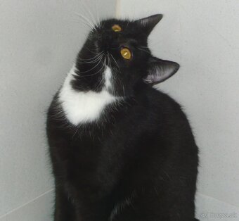 Čaká na dobrú rodinku - 6