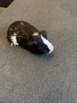 Morské prasiatka - 6