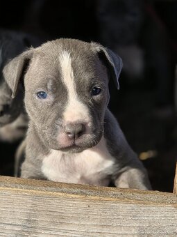 Americký Staford Šteniatka - 6