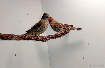 Amadina červenohlavá - 6