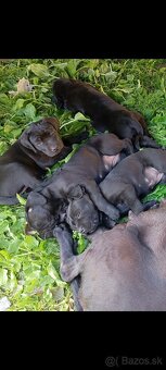 Cane-corzo a labrador - 6