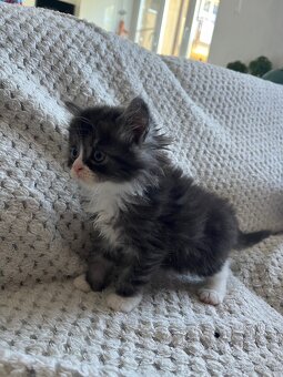 Mainská mývalia - Maine coon - 6