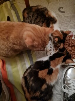 Vyhodené mačiatka a mačky - 6