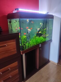 Predám akvárium - 6