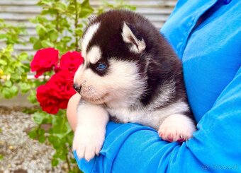 Modrooké šteňatá huskyho, medzinárodný rodokmeň FCI - 6