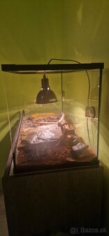 Python regius/ Krajta královská - 6