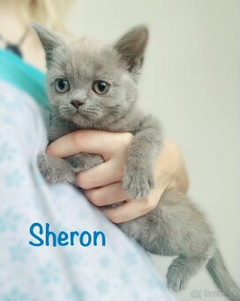 Scottish Fold / Straight - 6