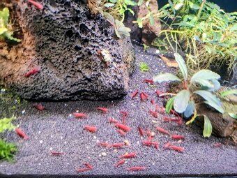 Predám krevetky Neocaridina Bloody Mary - 6