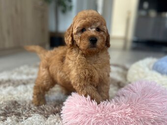 Miniature poodle, pudlik, pudel - 6