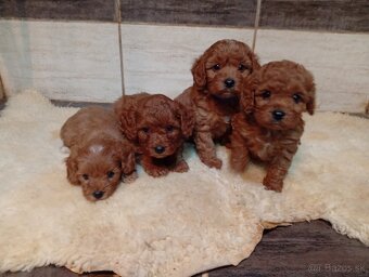 Cavapoo - 6
