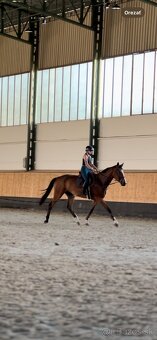 Predám 4 ročného valacha - 6