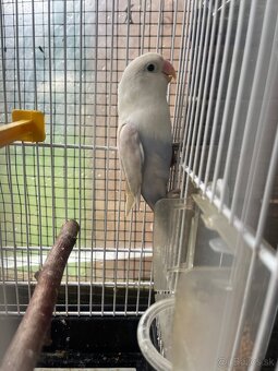 Agapornis fisher - 6