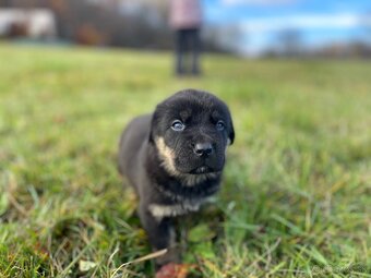 Hľadáme domov pre šteniatka ❤️ - 6