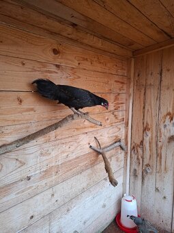 Fenixky,  sliepky - 6