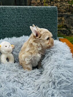 Golddust Yorkshire Terrier, Yorskshire s PP, Jork, Yorkshir - 6
